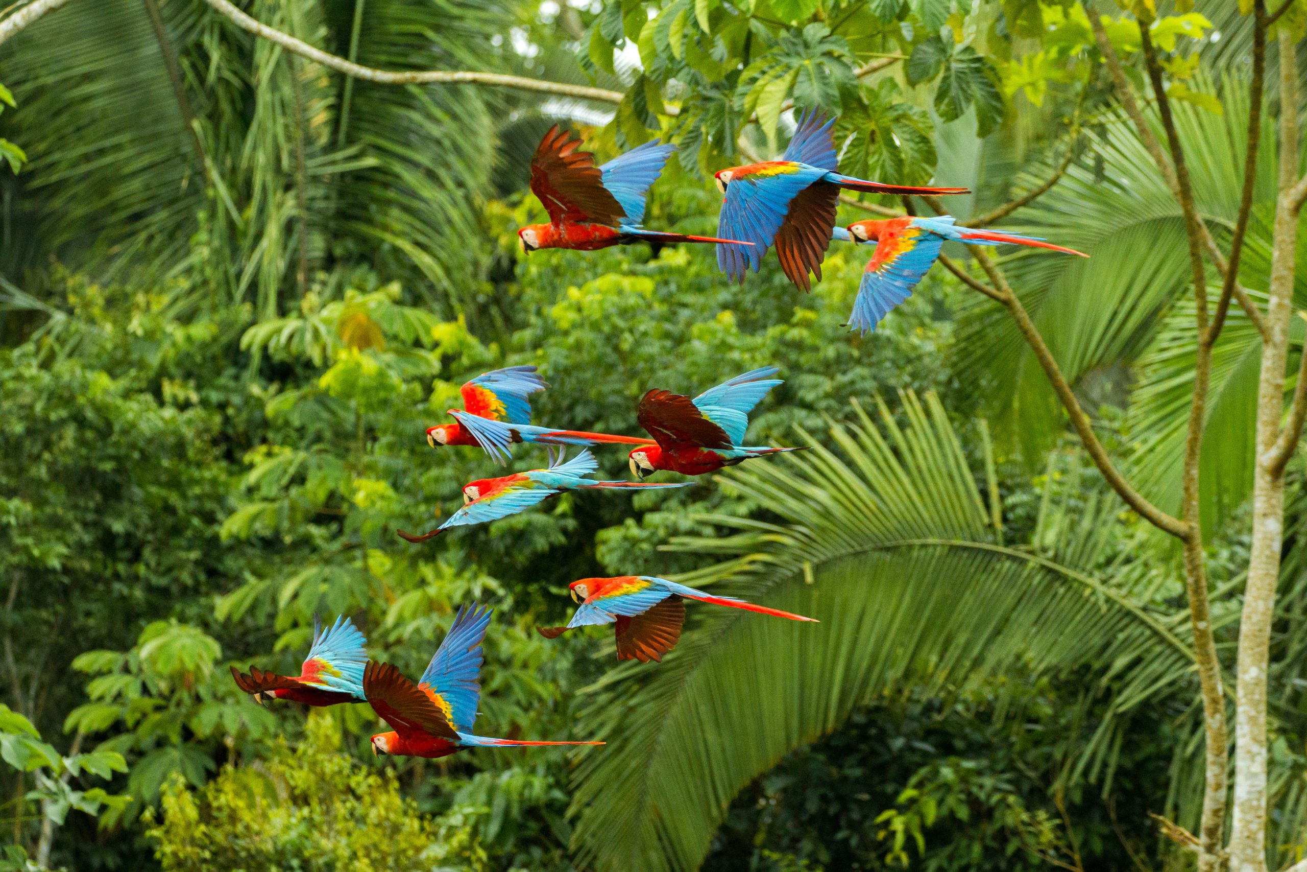 Flock of scarlet macaws