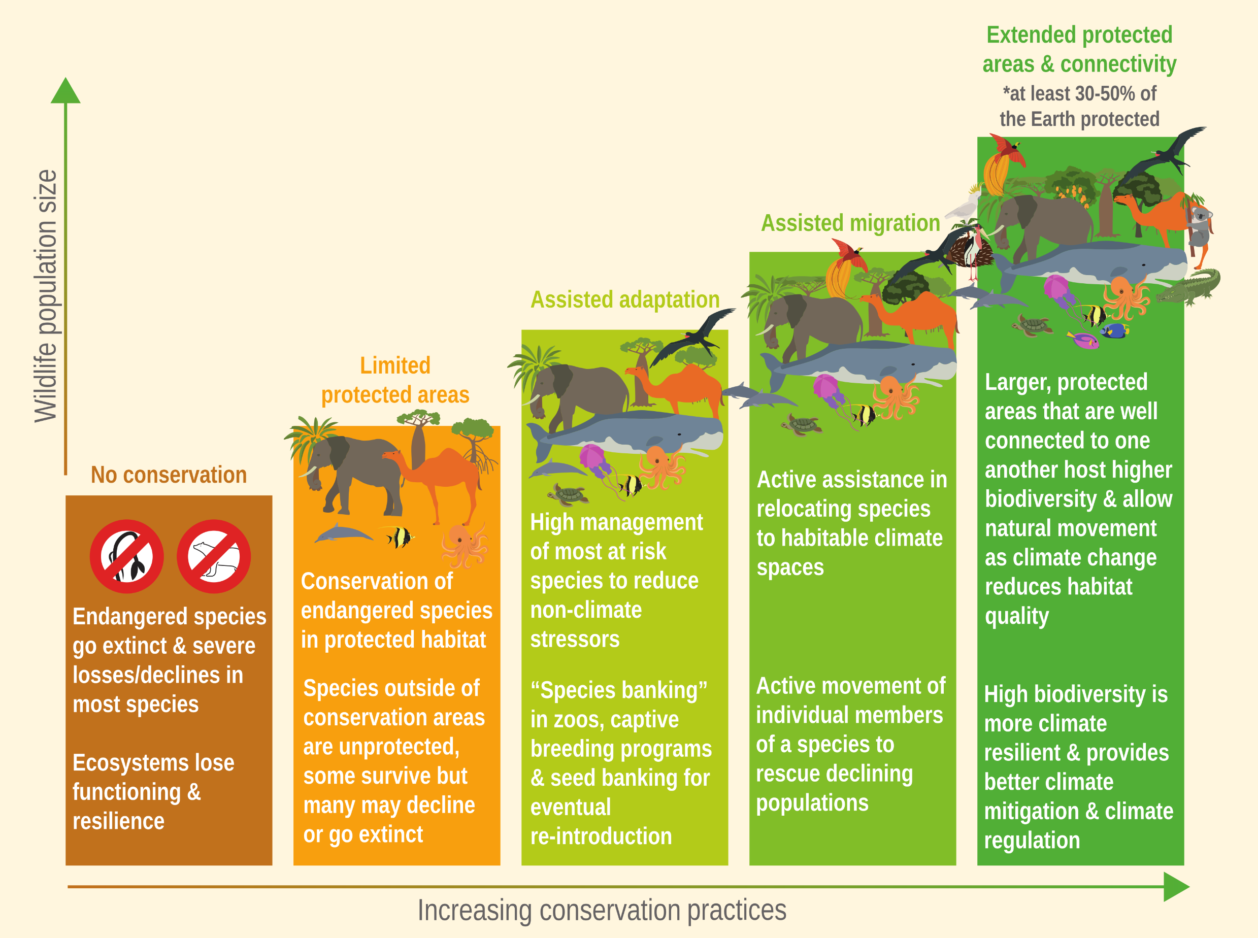 An infographic depicting a bar chart where the vertical axis represents increasing 'Wildlife population size' and the horizontal axis represents 'Increasing conservation practices.' The chart features five ascending bars from left to right, transitioning in colour from brown to dark green. The illustrations of animals and plants on top of each bar grow increasingly diverse and abundant as the bars get taller.  No conservation (brown, lowest bar): Shows crossed-out animal icons. It warns that endangered species go extinct, most species face severe declines, and ecosystems lose functioning and resilience.  Limited protected areas (orange): Explains that while endangered species are conserved in protected habitats, species outside these areas are unprotected, and many may decline or go extinct.  Assisted adaptation (light green): Focuses on the high management of at-risk species to reduce non-climate stressors, utilising 'species banking' in zoos, captive breeding programs, and seed banking for eventual re-introduction.  Assisted migration (medium green): Involves actively relocating species to habitable climate spaces and the active movement of individual members of a species to rescue declining populations.  Extended protected areas & connectivity (dark green, highest bar): Recommends protecting at least 30 to 50% of the Earth. It highlights that large, well-connected protected areas host higher biodiversity, allow for natural movement as climate change alters habitats, and create ecosystems that are more climate-resilient while providing better climate mitigation and regulation.